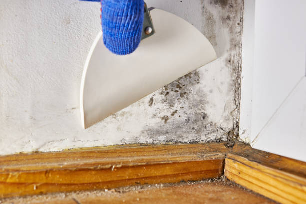 Best Mold Damage Restoration  in Mesa Del Caballo, AZ